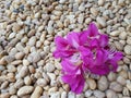 Pink Chongkho flower on a brown stone floor Feels like a natural spa.