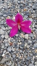 Pink Chongkho flowers on a gray stone floor