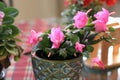 Pink Christmas cactus blooms in a ceramic planter Royalty Free Stock Photo
