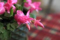 Pink Christmas cactus blooms close up.