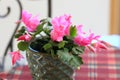 Pink Christmas cactus in a ceramic planter Royalty Free Stock Photo