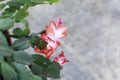 Pink Christmas Cactus flower blooming on a Snowy day Royalty Free Stock Photo