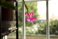 Pink Christmas cactus hanging near a window soaking up the sun l Royalty Free Stock Photo