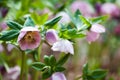 Pink Christmas Rose Flower with Green Leaves