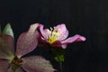 Pink Christmas rose Hellebore niger flowers