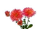 Pink Chrysanthemum