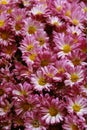 Pink chrysanthemum