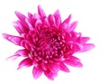 Pink Chrysanthemum