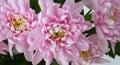 Pink chrysanthemum; asters flower. Nature background