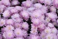 Pink chrysanthemum. Beautiful autumn flower in a garden decor. Floral background for design. Royalty Free Stock Photo