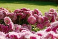 Pink chrysanthemum. Beautiful autumn flower in a garden decor. Floral background for design. Royalty Free Stock Photo