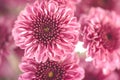 Beautiful pink chrysanthemum flowers bouquet close up with soft blur background Royalty Free Stock Photo