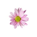 Pink chrysanthemum or daisy flower isolated on white background. Macro close-up Royalty Free Stock Photo