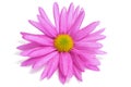 Pink chrysanthemum