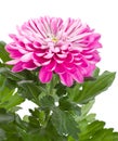 Pink chrysanthemum flower Royalty Free Stock Photo