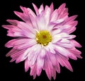 Pink chrysanthemum flower on black isolated background with clipping path. Closeup..