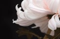 Pink Chrysanthemum flower on black. Selective soft focus. Minimalist still life. Light and shadow nature horizontal copy space