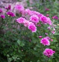 Pink chrysanthemum flower blooming in the garden Royalty Free Stock Photo