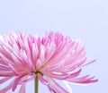 Pink chrysanthemum flower on blue Royalty Free Stock Photo