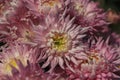 Pink chrysanthemum flower closeup background Royalty Free Stock Photo