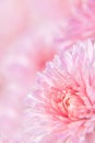 Pink chrysanthemum flower with water drops on delicate petals Royalty Free Stock Photo