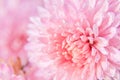 Pink chrysanthemum flower with water drops on delicate petals Royalty Free Stock Photo