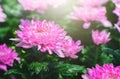 Pink Chrysanthemum Flower in garden, Royalty Free Stock Photo