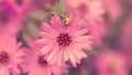 Pink Chrysanthemum flower in garden. Soft focus. Toned image Royalty Free Stock Photo