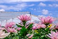 Pink Chrysanthemum flower in gerden