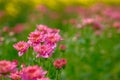 Pink Chrysanthemum flower in gerden