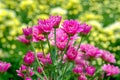 Pink Chrysanthemum flower in gerden