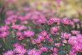 Pink Chrysanthemum flower in gerden