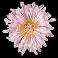 Pink chrysanthemum flower, isolated on black background Royalty Free Stock Photo