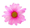 Pink chrysanthemum flower isolated Royalty Free Stock Photo