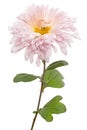 Pink chrysanthemum flower, isolated on white background Royalty Free Stock Photo