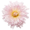 Pink chrysanthemum flower, isolated on white background Royalty Free Stock Photo