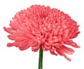 A pink Chrysanthemum flower isolated on a white background. Close-up. Flower bud on a green stem Royalty Free Stock Photo