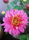 Pink chrysanthemum flower and its buds