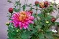 Pink chrysanthemum flower and its buds