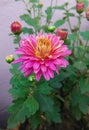 Pink chrysanthemum flower