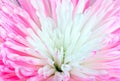 Pink Chrysanthemum Flower Royalty Free Stock Photo