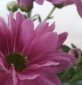 Beautifull Crysanthemum flower part , closeup defocused view, for background banner purposes. Royalty Free Stock Photo