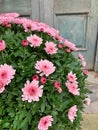 pink chrysanthemum, flower in a pot, typical flower for the festival of the dead, flowers in the cemetery