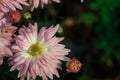 pink chrysanthemum flower in selective focus Royalty Free Stock Photo