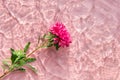 Pink Chrysanthemum flower on water surface with ripples and sunlight reflections. Beauty spa, relaxation or wellness