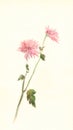 Pink chrysanthemum flower watercolor painting Royalty Free Stock Photo