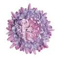 Pink chrysanthemum flower on white isolated background with clipping path. Closeup. Royalty Free Stock Photo