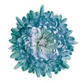 Turquoise chrysanthemum flower on white isolated background with clipping path. Closeup. Royalty Free Stock Photo