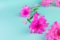 Pink chrysanthemum flowers on Biscay green background. Summer, spring template with copy space Royalty Free Stock Photo