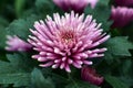 Pink Chrysanthemum flowers bloom in the garden